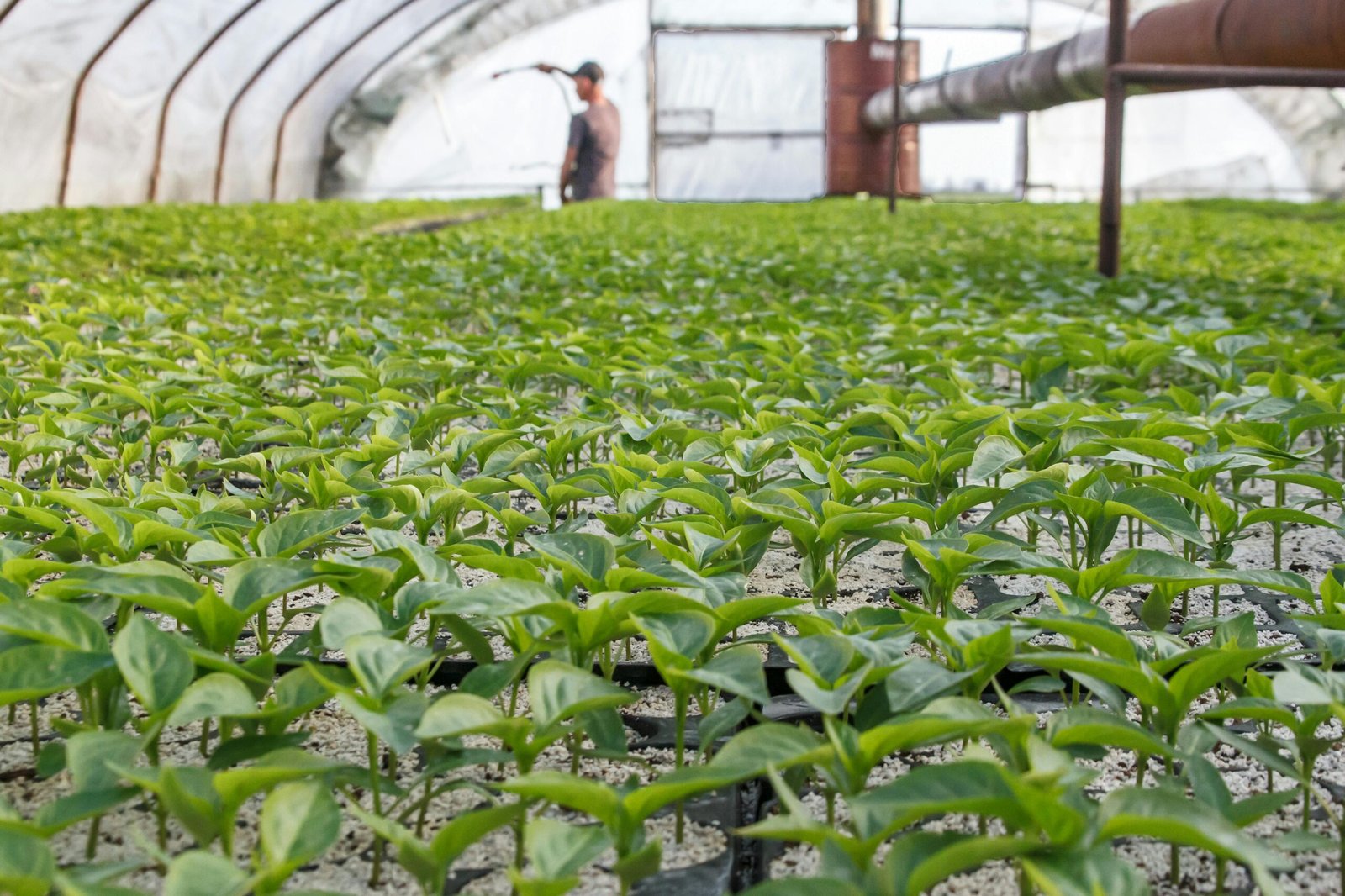 Sustainable Business Practices: How Going Green Boosts Profits